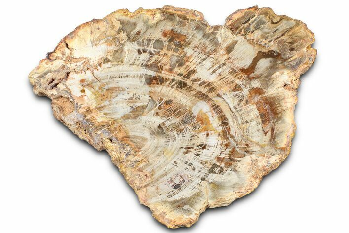 Beautiful Petrified Wood (Araucaria) Slab - Madagascar #361460